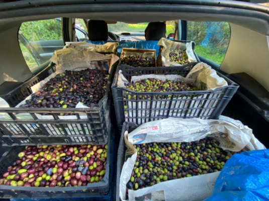 LA CUEILLETTE DES OLIVES
